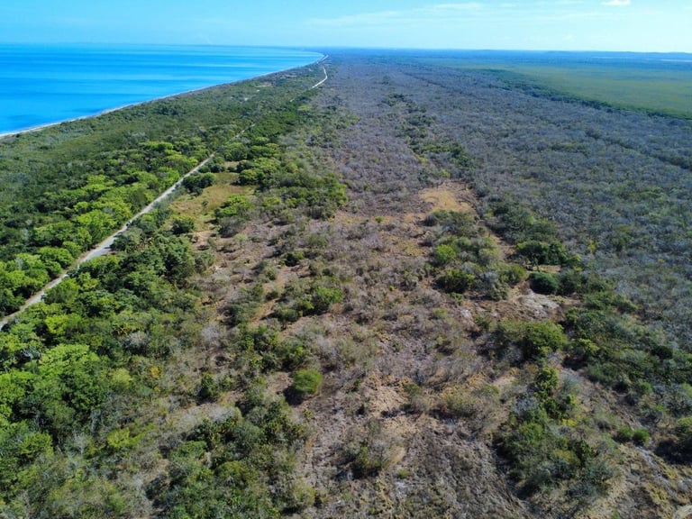 Aerial view of coastal landscape with turquoise ocean, dense green forest, cleared sections, and a winding road along the shoreline